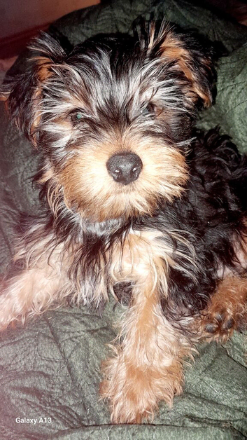 Last little boy Miniture Yorkshire terrier puppies 8 weeks