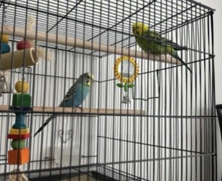 budgies