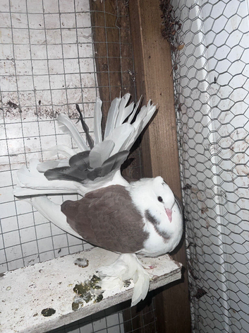 Indian Faintail for sale