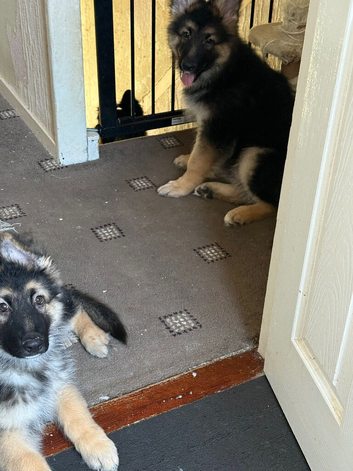 German shepherd pups