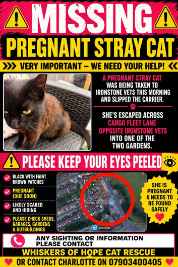Missing cat TS3 Middlesbrough