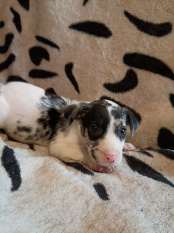 Beautiful Merle Staffy pups