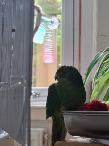 Kakariki male 5.5 months old