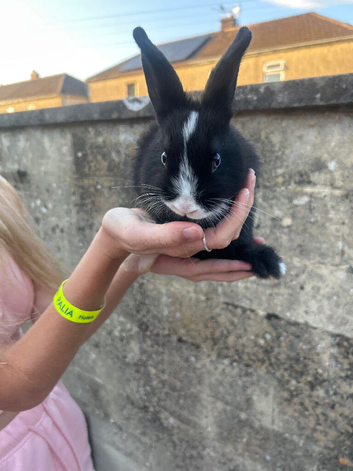 Beautiful baby bunnies