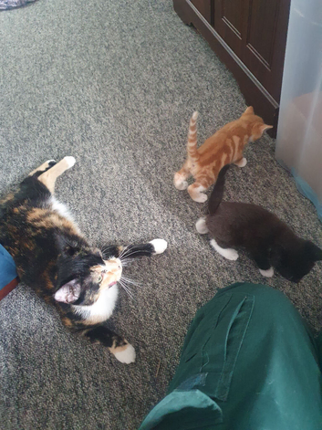 Adorable kittens