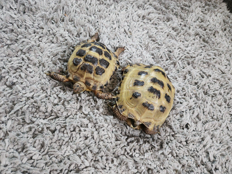 X2 horsefield tortoise