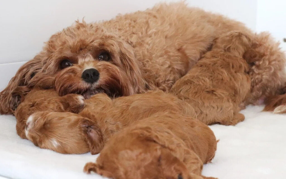 Quality, Red, Low-Shedding Toy Cavapoo Puppies