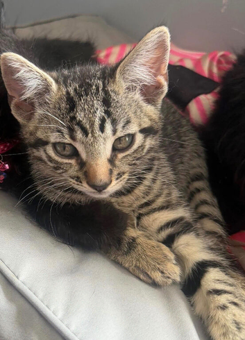 TABBY KITTEN