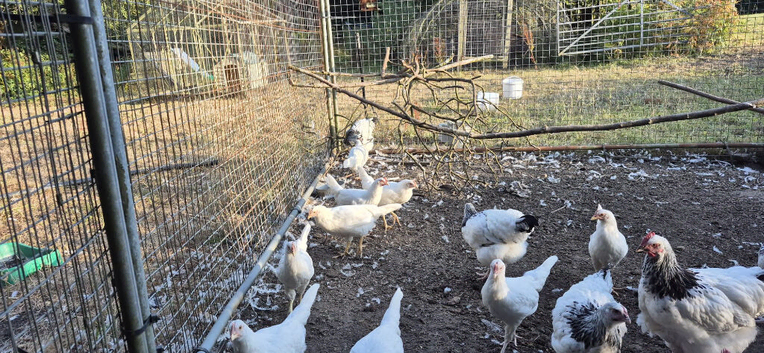 Chickens for sale