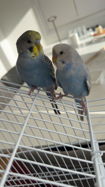 2 male Budgies