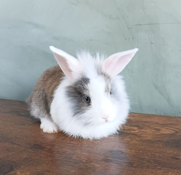 Baby bunnys
