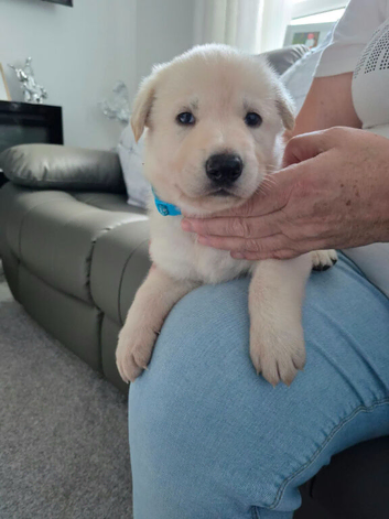 Beautiful litter of GSD puppies for sale