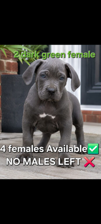 Pure Cane corso need rehoming ready to leave now