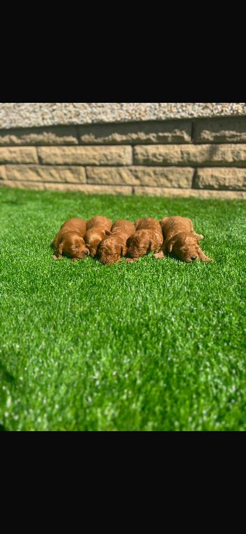 Cockapoo puppies