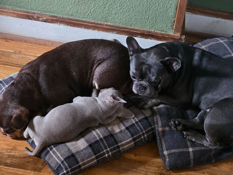 Hi we have one beautiful little girl left out of 5 looking for her forever home