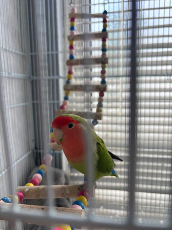 Male peach faced lovebird