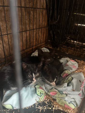 8 week old kittens