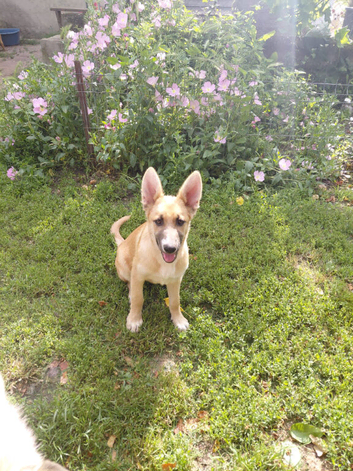 DORA &ndash; Dumped Like Rubbish&hellip; Now Ready to Become Someone's Treasure