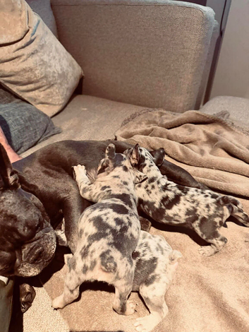 Frenchie Puppies For Sale