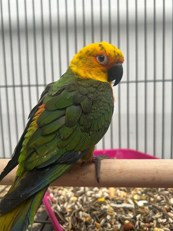 Hand Reared Baby Jenday Conures