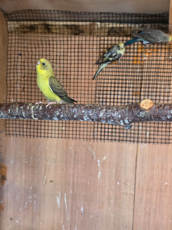 Baby budgies