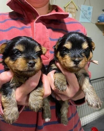 Beautiful Yorkshire terrier Puppies