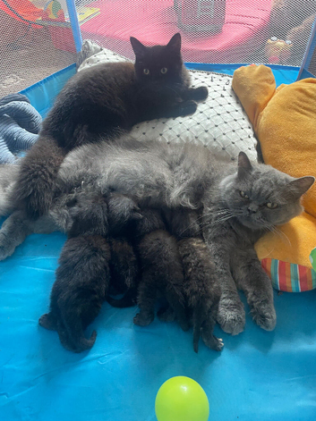 British long haired X Persian kittens