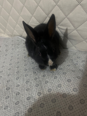 dutch rabbit sale