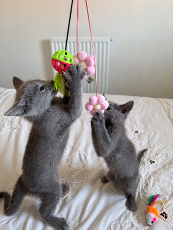 Pure pedigree Instagram starts Russian blue kittens