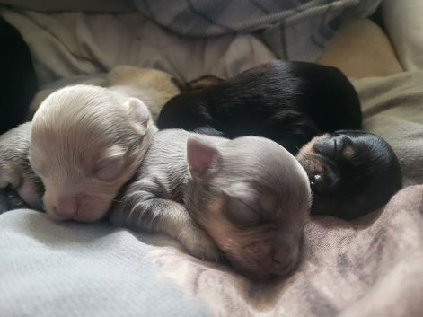Chihuahua puppies