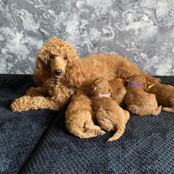 Stunning Red Minature Poodles