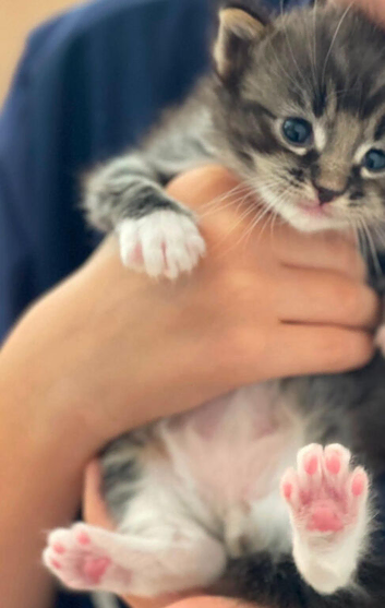 Kittens for sale.