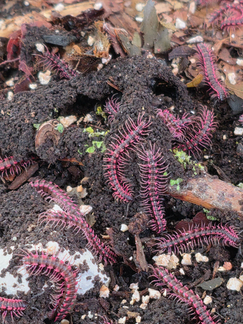 Pink Dragon Millipedes for sale