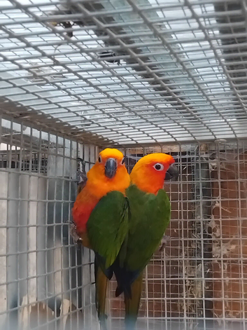 Proven pair of Jenday conures