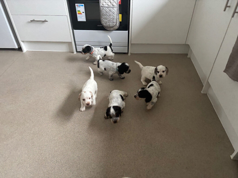 6 beautiful sprocker cross puppy's for sale
