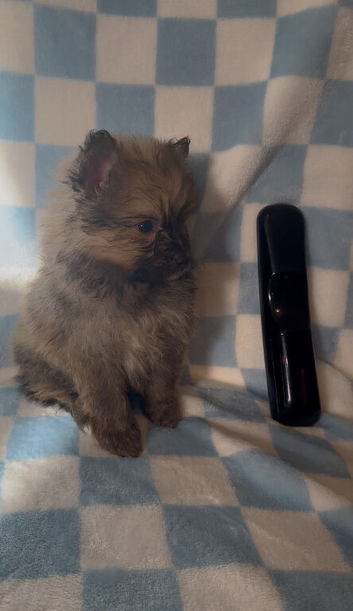 Pomeranian puppies