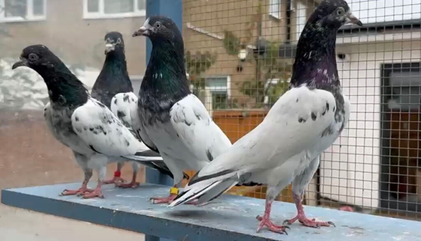 Pure Teddy Pakistani High flyers