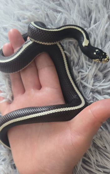 California kingsnake