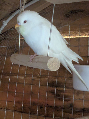 Budgies