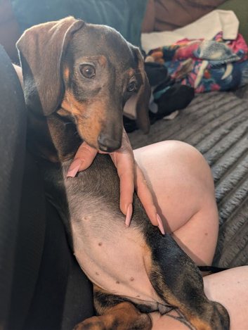 Female miniature daschund