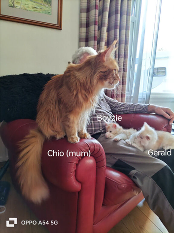 GCCF Maine Coon Kittens. Vaccinated and chipped