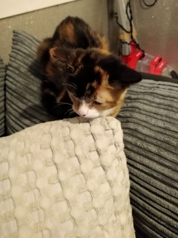 Female kitten