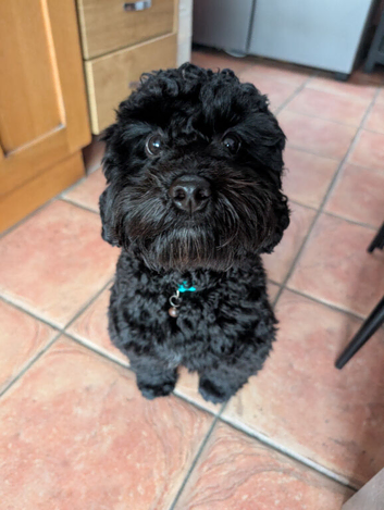 Cockapoo pup for sale