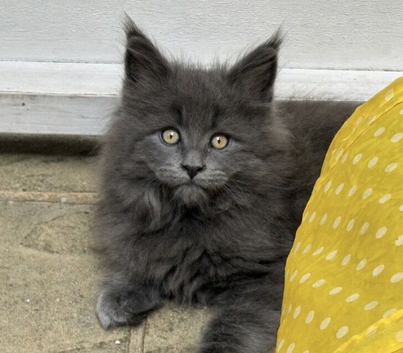 Beautiful full maine coon kittens ready now