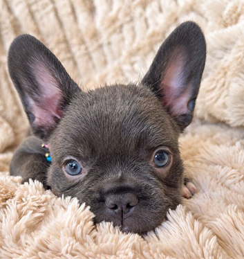 Beautiful frenchie pups