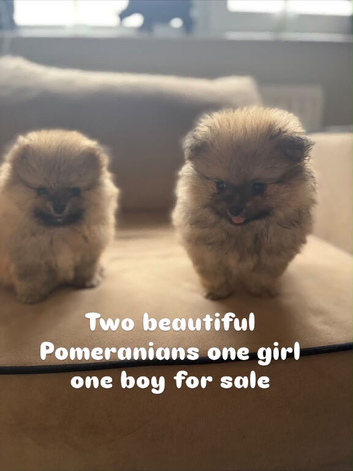 Beautiful Puppy Pomeranians