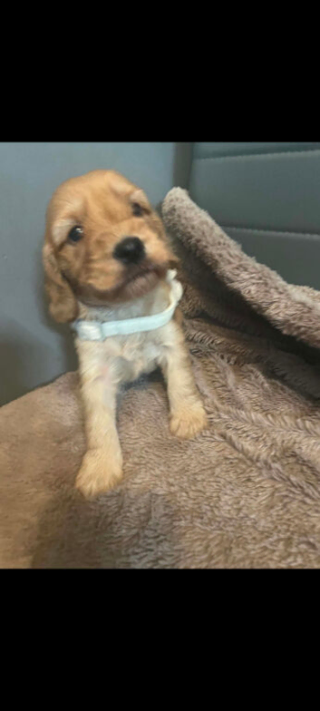 Cockapoo puppies for sale