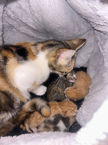 Mixed litter available