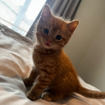 Boy Ginger Kitten ready for new home