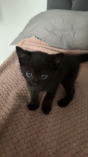 Domestic shorthair kitten